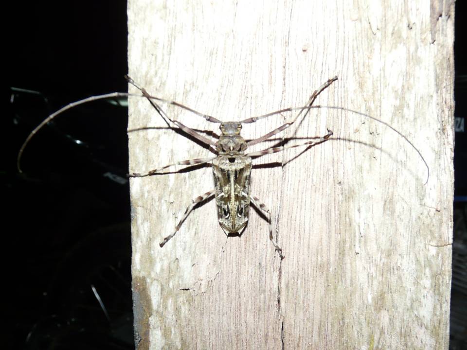 FIGURE 1 FIGURE 1